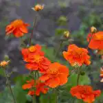 10 perenna blommor som bara blir bättre med åren: experter