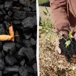 4 oväntade sätt att använda träkol i trädgården