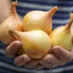 Allt om att odla lök i din grönsaks trädgård: experter