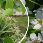 Det ser vackert ut, men det finns en hake: vilket