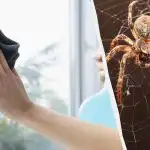 En produkt gör fönstren skinande rena och gör sig av