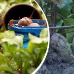 Enkel åtgärd i augusti: en trädgårdsmästare delade med sig av