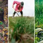 Hur man förstör en trädstubbe på tomten: en enkel metod