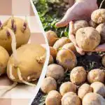 Hur man groddar potatis före plantering - i ljuset eller