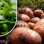 Jorden kommer att vara som fluff: en trädgårdsmästare berättade vad