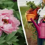 Naturliga "steroider" för pioner: hur man matar blommor utan kemikalier