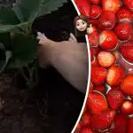 På sommaren kommer att böja sig från frukten: vad man