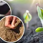 Trädgårdsmästarens månkalender för april: vad och när man ska plantera