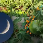 Vad man ska göra i grönsaksgården i september: gynnsamma dagar