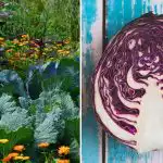 Varför kålen vissnar i rabatten: det handlar om grannarna