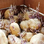 varfor-potatis-groddar-och-om-de-kan-atas-viktiga-tips.webp.webp