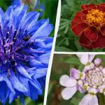 Du behöver inte ens vattna: de vackraste trädgårdsblommorna som inte