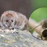 En magnet för alla gnagare: vad man inte ska lägga