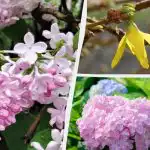 Får inte blomma: trädgårdsmästare har namngivit 12 växter som inte bör beskäras på våren Får inte blomma: trädgårdsmästare har namngivit 12 växter som inte