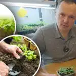 Groddar vissnar efter plockning: tre grundläggande förutsättningar för framgångsrik transplantation Groddar vissnar efter plockning: tre grundläggande förutsättningar för framgångsrik transplantation