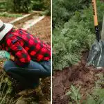 Hur man inser att jorden i din trädgård är "döende": fem varningstecken Hur man inser att jorden i din trädgård är "döende":