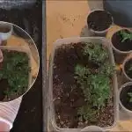 Skörden kommer att växa 10 gånger större: Hur man plockar