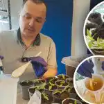 Starka pepparrötter på bara några dagar: ett effektivt stimulerande medel