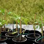 Tomatplantor kommer att vara starka utan butik "kemi": vad man