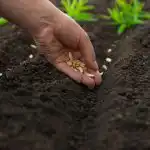 Vad man ska plantera i april: 5 härdigaste grönsaker för