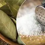 Varför lägga ett lagerblad i en citron: en oväntad men