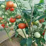 varfor-tomater-blir-svarta-sa-har-raddar-du-din-groda.jpg
