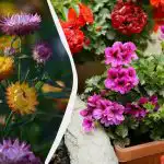 Väx vackert i skuggan med praktiskt taget inget underhåll: 5